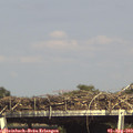 16_05-mast.jpg