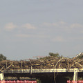 16_10-mast.jpg