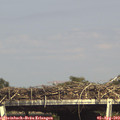 16_15-mast.jpg