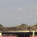 16_20-mast.jpg