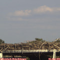 16_30-mast.jpg