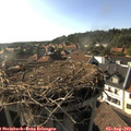 17_50-nest.jpg