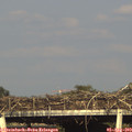 17_55-mast.jpg