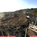 18_55-nest.jpg