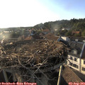 19_00-nest.jpg