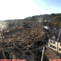 19_05-nest.jpg