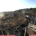 19_15-nest.jpg