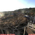 19_20-nest.jpg