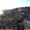 19_45-nest.jpg