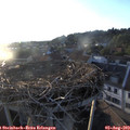 19_55-nest.jpg