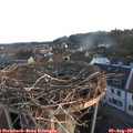 06_15-nest.jpg