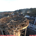 06_25-nest.jpg