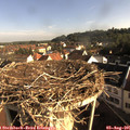 08_20-nest.jpg