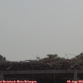 11_05-mast.jpg