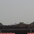 11_10-mast.jpg