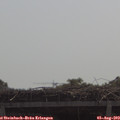 11_15-mast.jpg