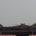11_20-mast.jpg