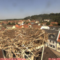 11_30-nest.jpg