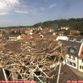 12_00-nest.jpg