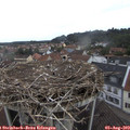 12_35-nest.jpg