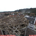 12_50-nest.jpg