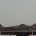 13_00-mast.jpg