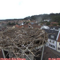 13_00-nest.jpg