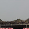13_45-mast.jpg