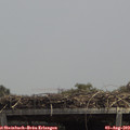 13_50-mast.jpg