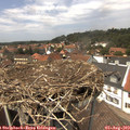 13_50-nest.jpg