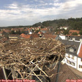 13_55-nest.jpg