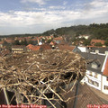 14_00-nest.jpg