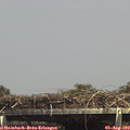 14_50-mast.jpg