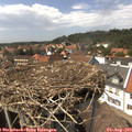 14_50-nest.jpg