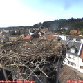 16_50-nest.jpg