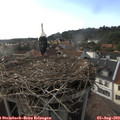 18_05-nest.jpg