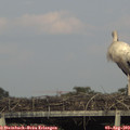 18_10-mast.jpg
