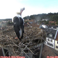 18_10-nest.jpg