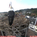 18_15-nest.jpg