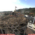 18_20-nest.jpg