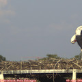 18_25-mast.jpg