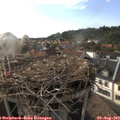 18_25-nest.jpg