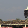 18_30-mast.jpg