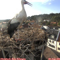 18_30-nest.jpg