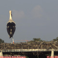 18_35-mast.jpg