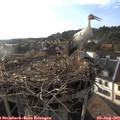 18_35-nest.jpg