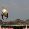 18_40-mast.jpg