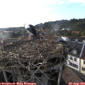 18_40-nest.jpg
