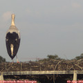 18_55-mast.jpg