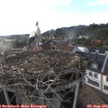 18_55-nest.jpg